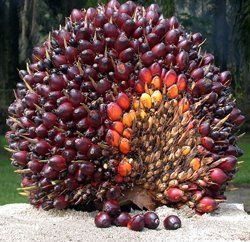 Des noix d'huile de palme