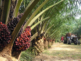 Une plantation de palmiers  huile
