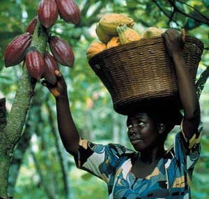 Le cours des matires premires, ici du cacao, n'est pas fix par les Africains