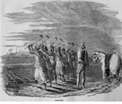 Culture de la canne  sucre, Antilles anglaises, 1840