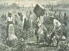 Rcolte de coton, Mississipi, Sud des Etats unis, 1870.