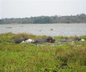 Des hippopotames dans le parc national de l'Akagera au Rwanda