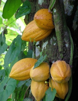 La Cte d'Ivoire est le premier producteur mondial de cacao