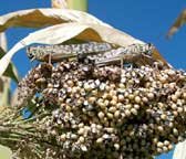 Des criquets dtruisent notamment le tissu agricole des pays