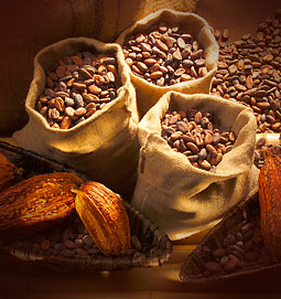 Des fves de cacao