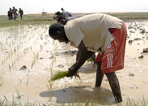 Repiquage de riz au Mali