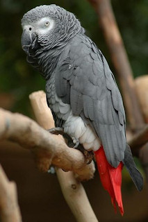 Le perroquet gris  queue rouge peut parler, ce qui en fait un animal de compagnie trs recherch