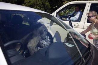 Un babouin à bord d'une voiture près du Cap.