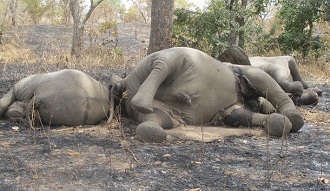 Des lphants abattus par des braconniers en fvrier 2012 au parc national de Bouba Ndjida dans le Nord du Cameroun