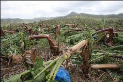 De nombreuses plantations de bananes ont t dtruites par les rafales de vent...