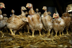 Le 25 janvier 2006 à Tartas, un élevage de poulets labelisé «label Rouge»