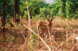 Cob du buffon/ Cameroun