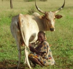 Traite d'une vache